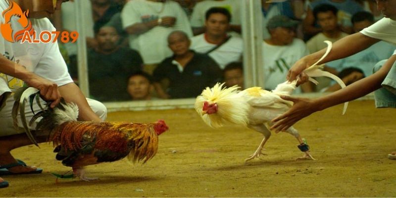 Một yếu tố quan trọng là hiểu rõ những chiến kê tham gia cược